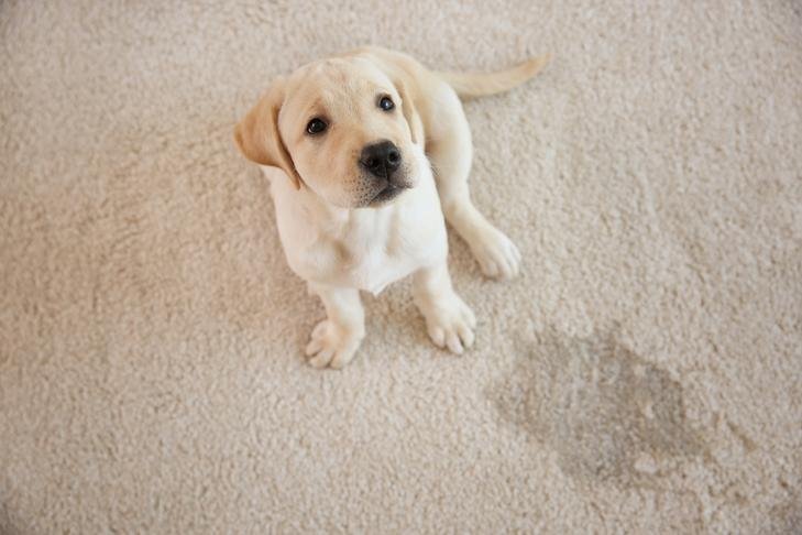 Pet Urine Stain Removal Vegas